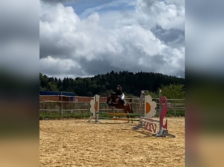 Lewitzer Wallach 19 Jahre 145 cm Schecke in Regenstauf