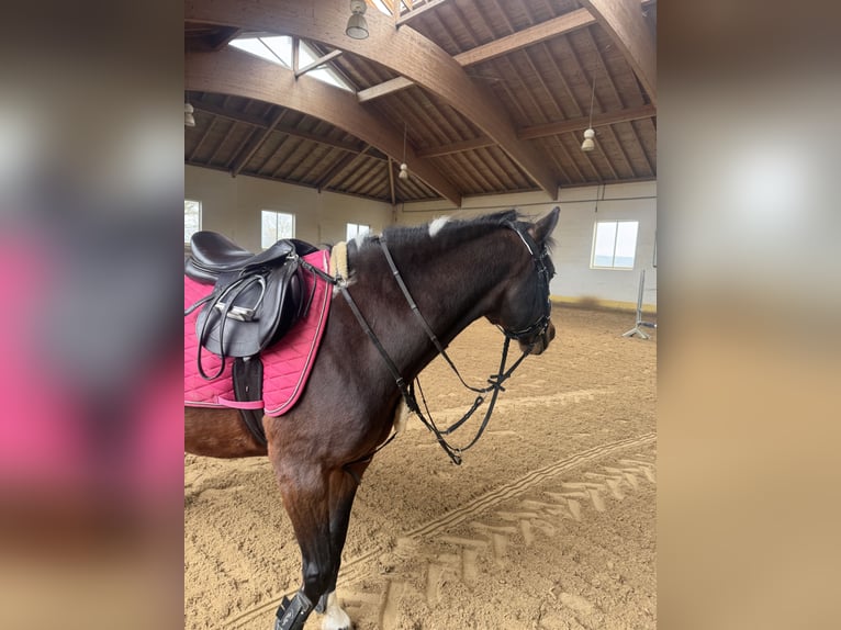 Lewitzer Wallach 19 Jahre 145 cm Schecke in Regenstauf