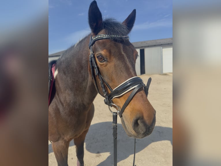Lewitzer Wallach 19 Jahre 145 cm Schecke in Regenstauf