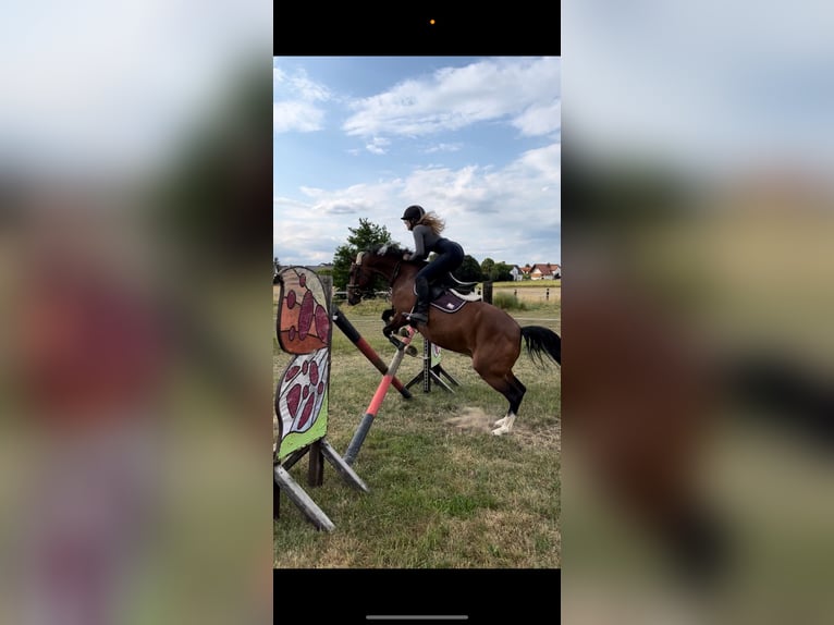 Lewitzer Wallach 19 Jahre 145 cm Schecke in Regenstauf