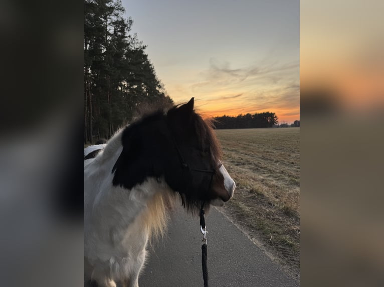 Lewitzer Mix Wallach 20 Jahre 125 cm Schecke in Zossen
