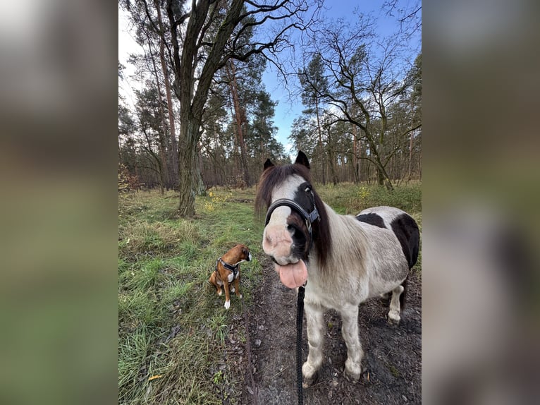 Lewitzer Mix Wallach 20 Jahre 125 cm Schecke in Zossen