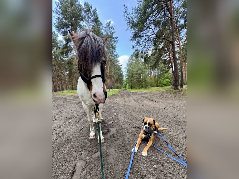 Lewitzer Mix Wallach 20 Jahre 125 cm Schecke in Zossen