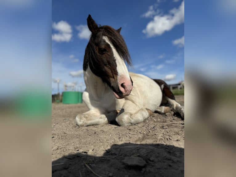 Lewitzer Mix Wallach 20 Jahre 125 cm Schecke in Zossen