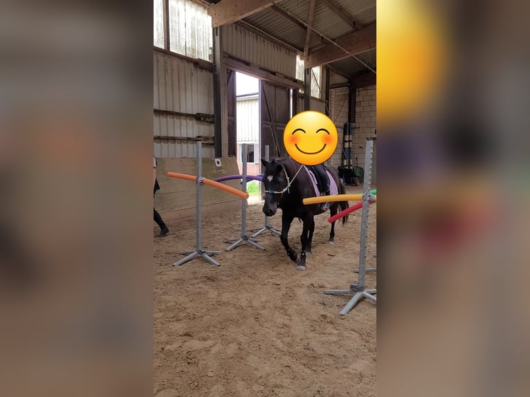 Lewitzer Wallach 21 Jahre 137 cm Rappe in Ronnenberg