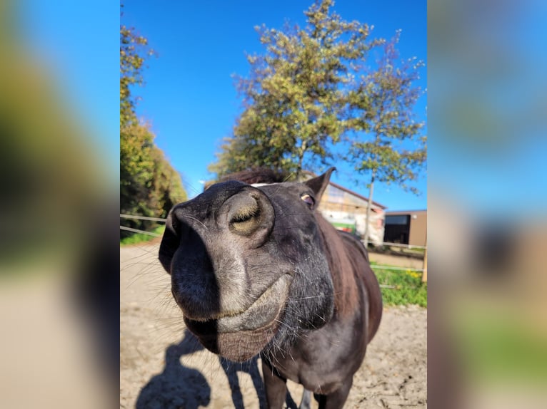 Lewitzer Wallach 21 Jahre 137 cm Rappe in Ronnenberg