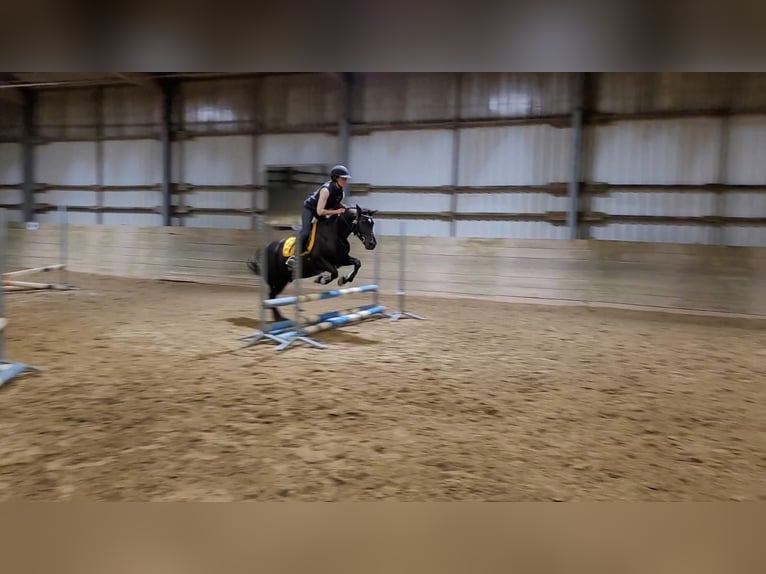 Lewitzer Wallach 21 Jahre 137 cm Rappe in Ronnenberg