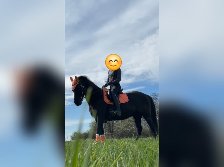 Lewitzer Wallach 21 Jahre 137 cm Rappe in Ronnenberg