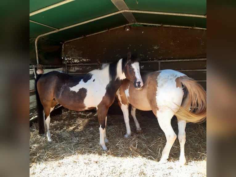 Lewitzer Mix Wallach 23 Jahre 140 cm Schecke in Bergheim
