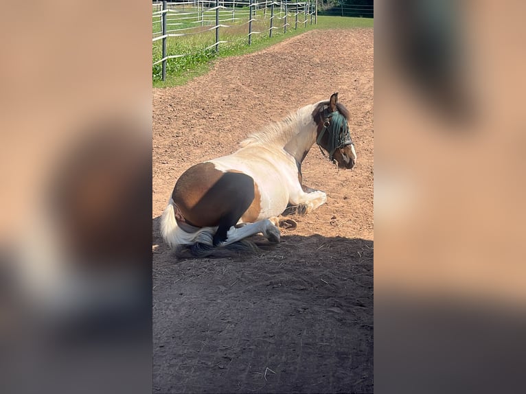 Lewitzer Wallach 2 Jahre 137 cm Schecke in Illingen