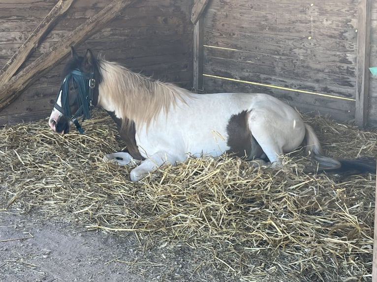 Lewitzer Wallach 2 Jahre 137 cm Schecke in Illingen