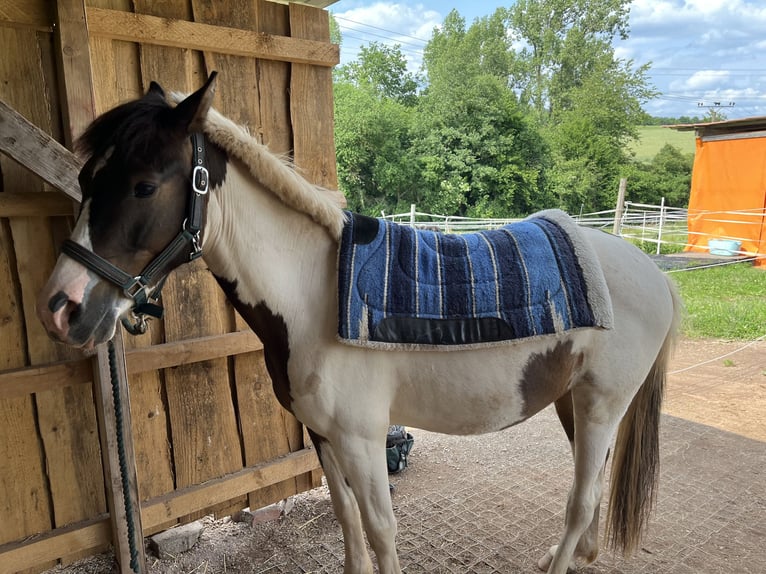 Lewitzer Wallach 2 Jahre 137 cm Schecke in Illingen