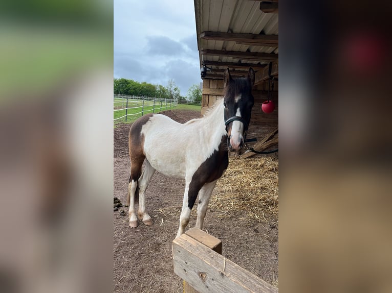 Lewitzer Wallach 2 Jahre 137 cm Schecke in Illingen