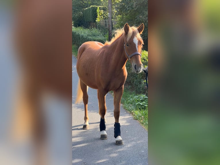 Lewitzer Wallach 2 Jahre 140 cm Fuchs in Burgwedel