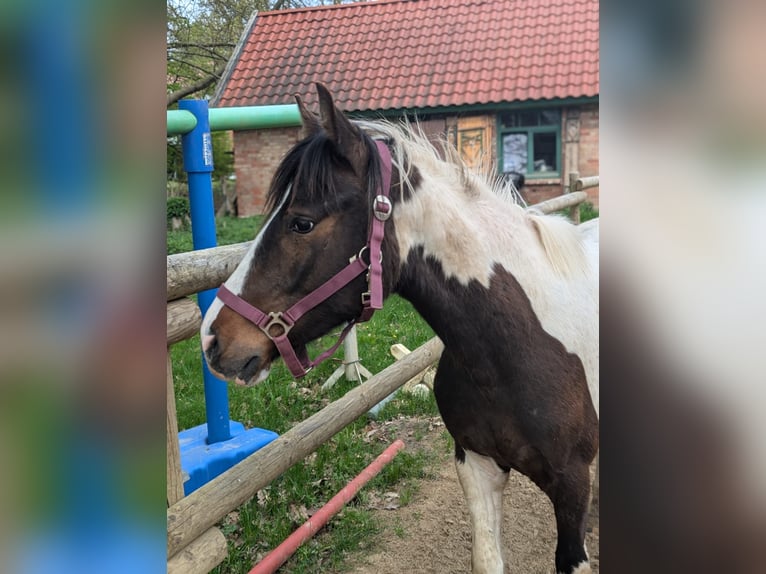 Lewitzer Mix Wallach 2 Jahre 140 cm Schecke in Jesteburg