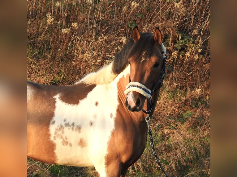 Lewitzer Wallach 3 Jahre 138 cm Schecke in Verl