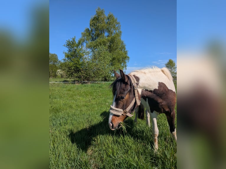 Lewitzer Mix Wallach 3 Jahre 140 cm Schecke in Jesteburg