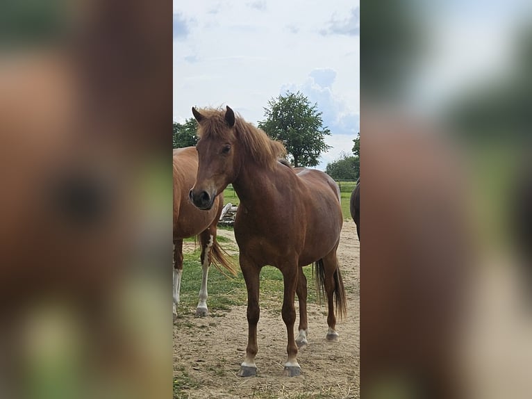 Lewitzer Wallach 3 Jahre 142 cm Dunkelfuchs in Schretstaken