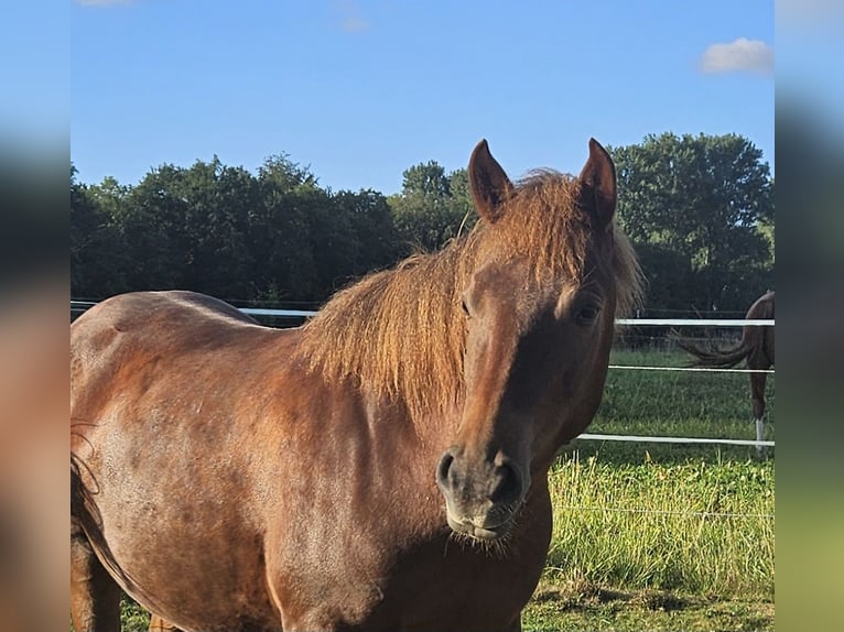 Lewitzer Wallach 3 Jahre 142 cm Dunkelfuchs in Schretstaken