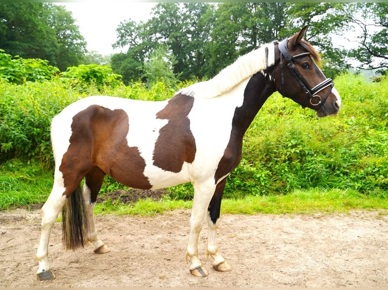 Lewitzer Mix Wallach 3 Jahre 142 cm Schecke in Jesteburg