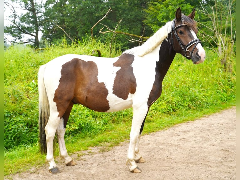 Lewitzer Mix Wallach 3 Jahre 142 cm Schecke in Jesteburg