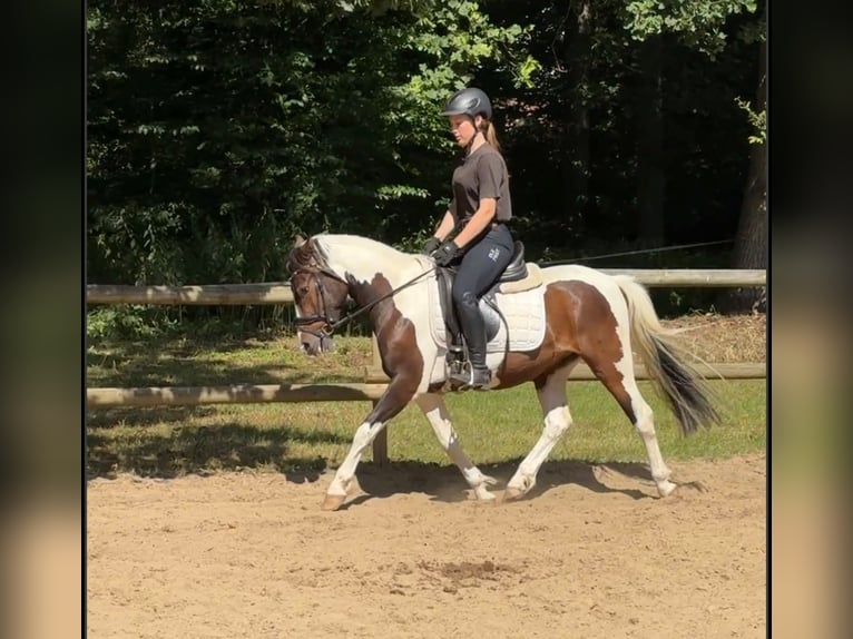 Lewitzer Mix Wallach 3 Jahre 142 cm Schecke in Jesteburg