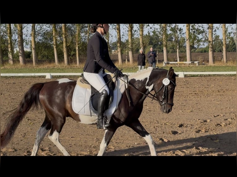 Lewitzer Wallach 3 Jahre 143 cm Schecke in Bansin