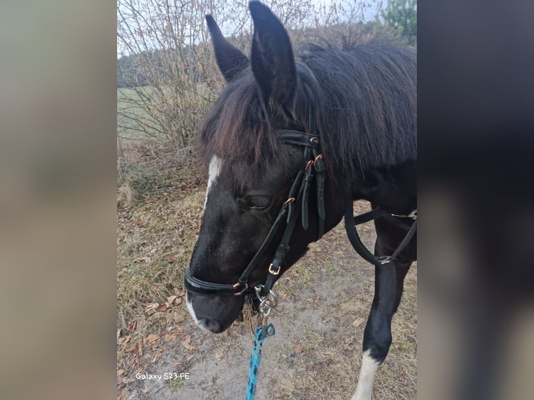 Lewitzer Wallach 3 Jahre 145 cm Schecke in Kolkwitz