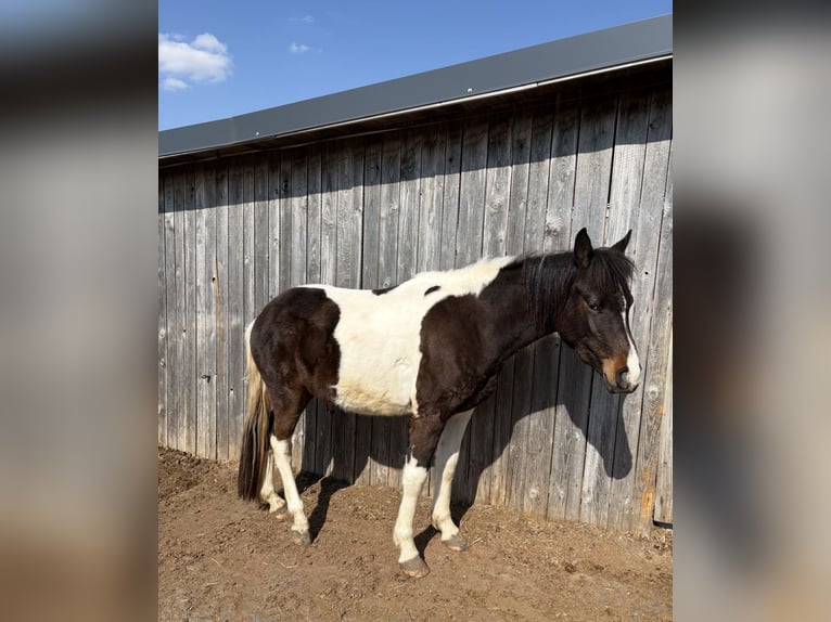 Lewitzer Mix Wallach 3 Jahre 145 cm Schecke in Schierling