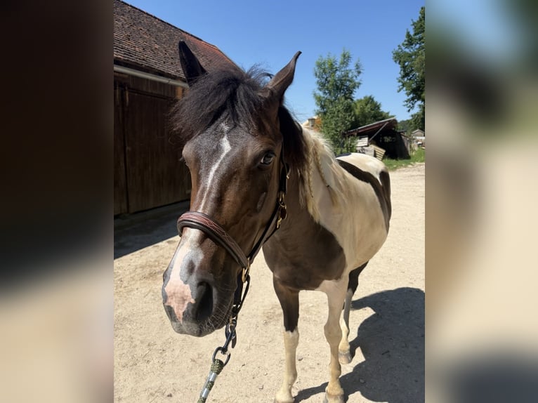 Lewitzer Mix Wallach 3 Jahre 145 cm Schecke in Schierling