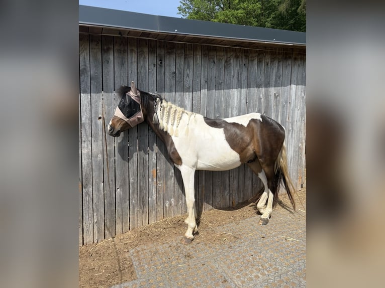 Lewitzer Mix Wallach 3 Jahre 145 cm Schecke in Schierling