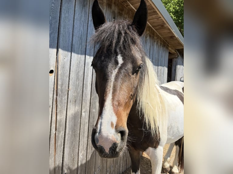 Lewitzer Mix Wallach 3 Jahre 145 cm Schecke in Schierling