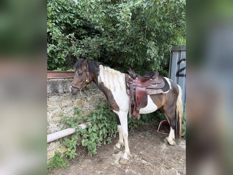 Lewitzer Mix Wallach 3 Jahre 145 cm Schecke in Schierling