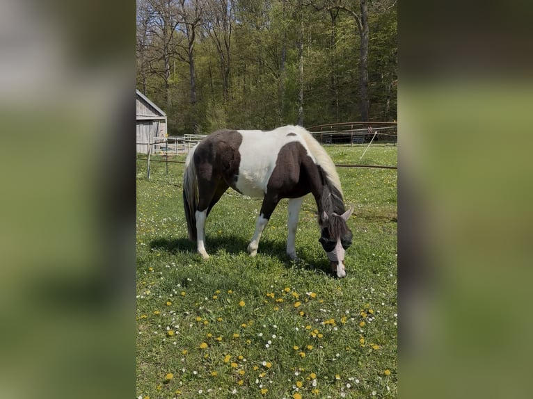 Lewitzer Mix Wallach 3 Jahre 145 cm Schecke in Schierling