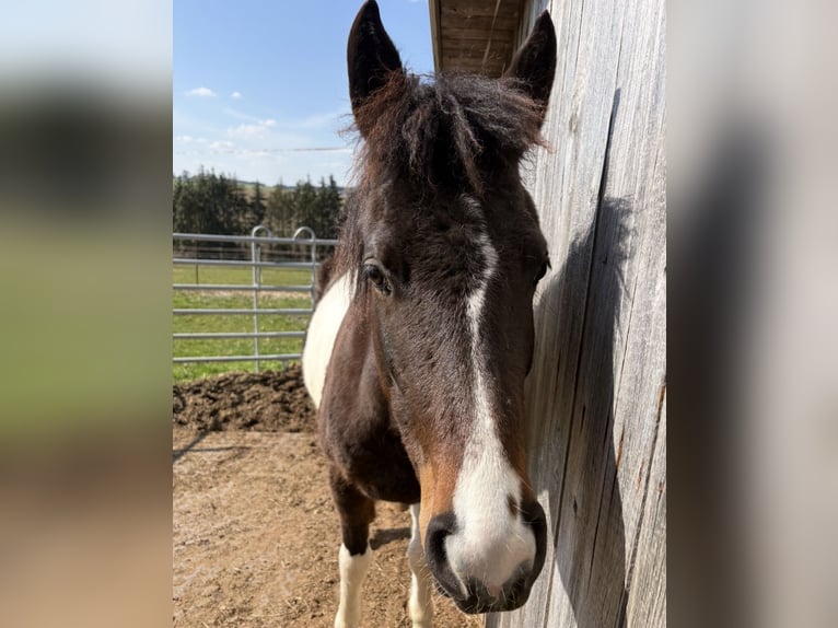 Lewitzer Mix Wallach 3 Jahre 145 cm Schecke in Schierling