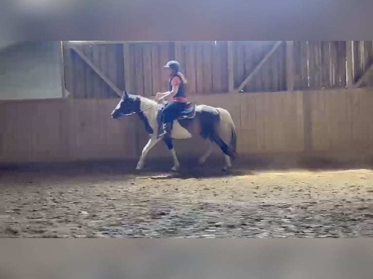 Lewitzer Mix Wallach 3 Jahre 145 cm Schecke in Schierling