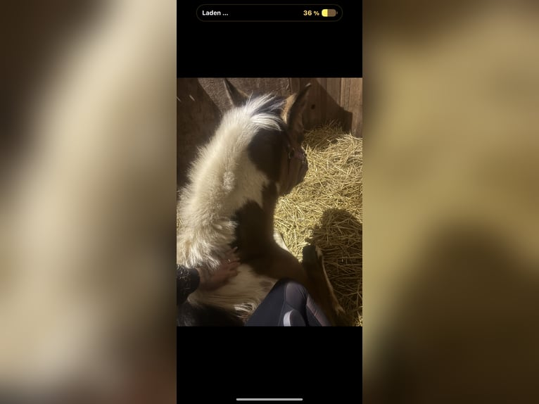 Lewitzer Wallach 3 Jahre 148 cm Schecke in Rotenburg an der Fulda