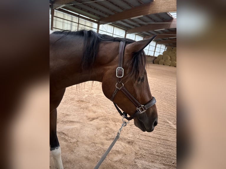 Lewitzer Wallach 3 Jahre 153 cm Schecke in BrettenB