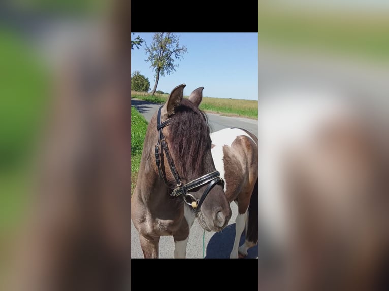 Lewitzer Mix Wallach 3 Jahre Schecke in Welver