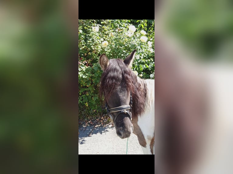 Lewitzer Mix Wallach 3 Jahre Schecke in Welver