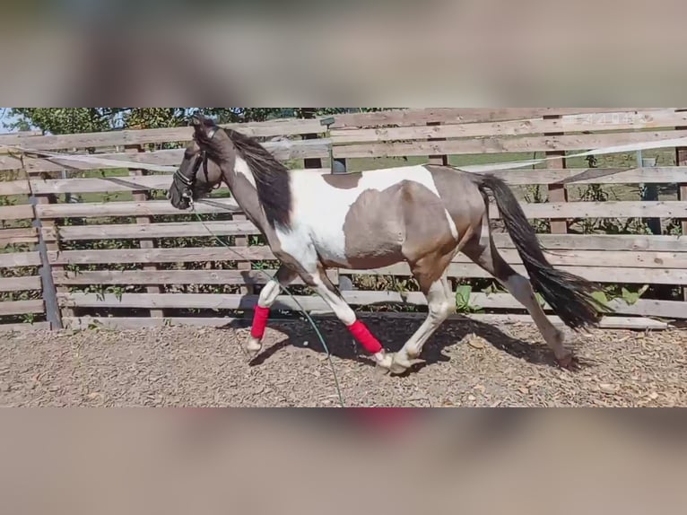 Lewitzer Mix Wallach 3 Jahre Schecke in Welver