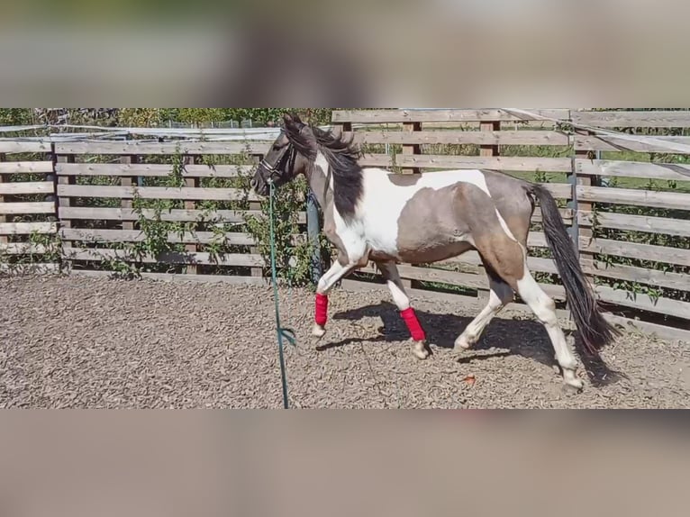 Lewitzer Mix Wallach 3 Jahre Schecke in Welver