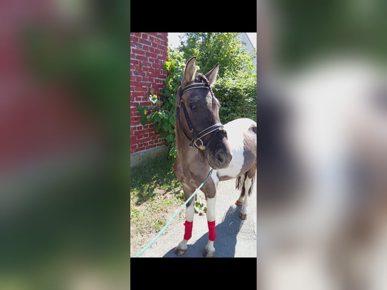 Lewitzer Mix Wallach 3 Jahre Schecke in Welver