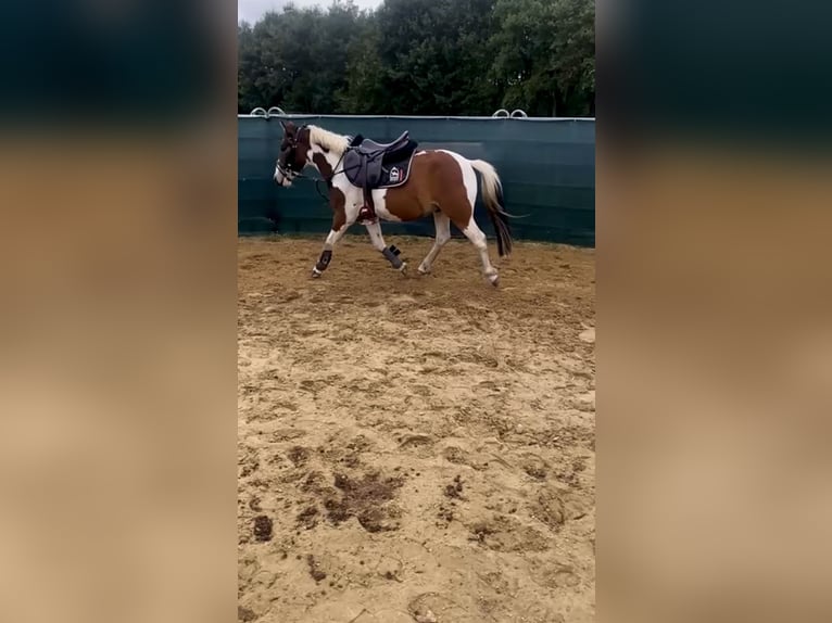 Lewitzer Wallach 4 Jahre 130 cm Schecke in Kirch Jesar