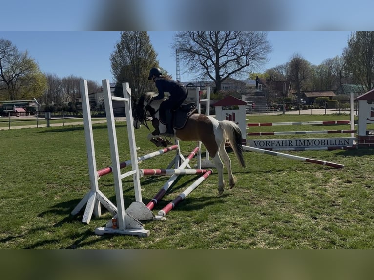 Lewitzer Wallach 4 Jahre 130 cm Schecke in Kirch Jesar