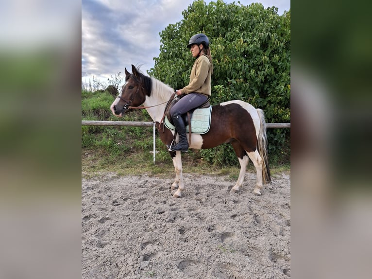 Lewitzer Wallach 4 Jahre 140 cm Schecke in Kamenz