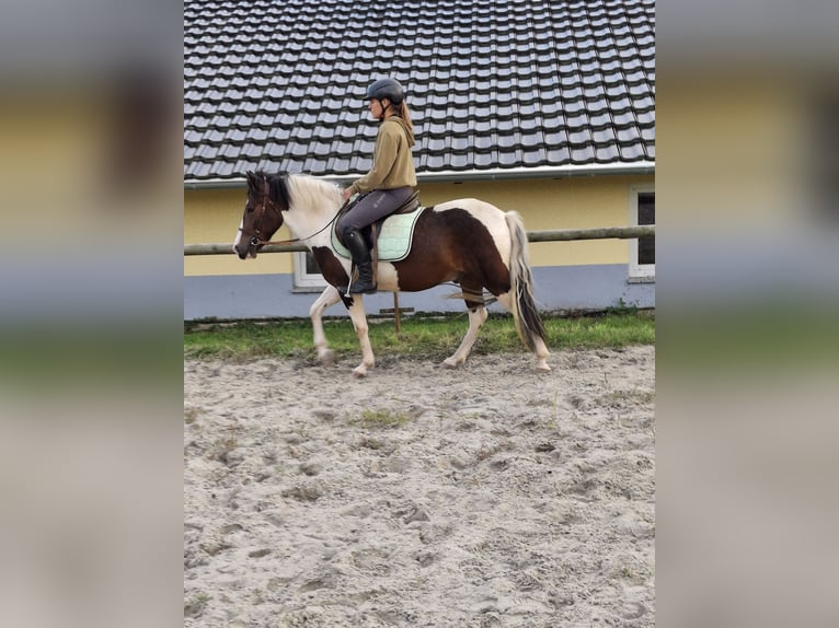 Lewitzer Wallach 4 Jahre 140 cm Schecke in Kamenz