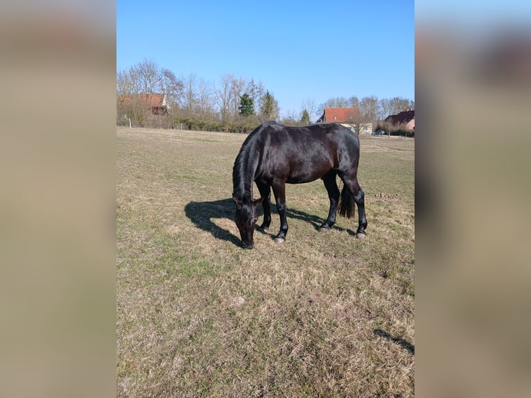 Lewitzer Wallach 4 Jahre 143 cm Rappe in Walow