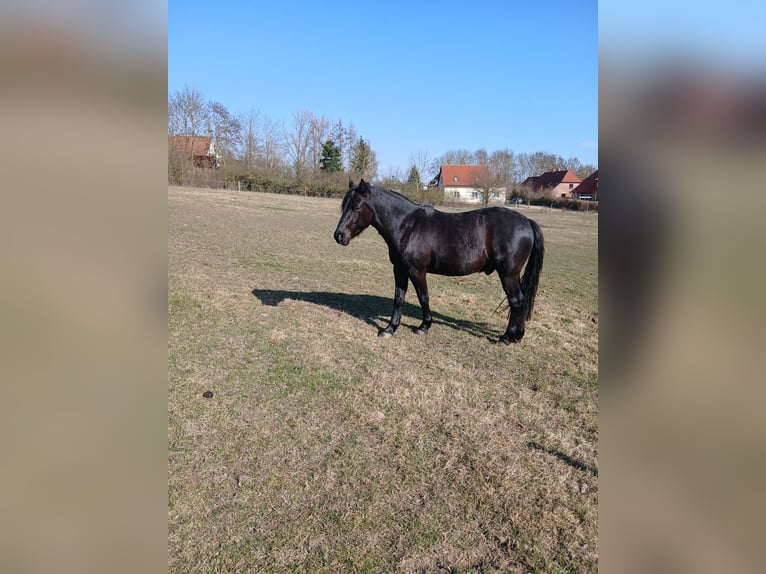 Lewitzer Wallach 4 Jahre 143 cm Rappe in Walow