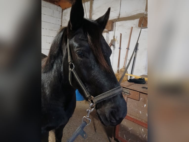 Lewitzer Wallach 4 Jahre 143 cm Rappe in Walow